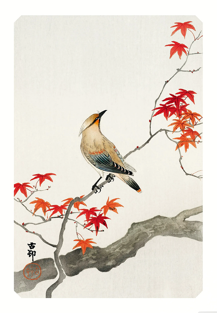 affiche d'oiseaux (A3)