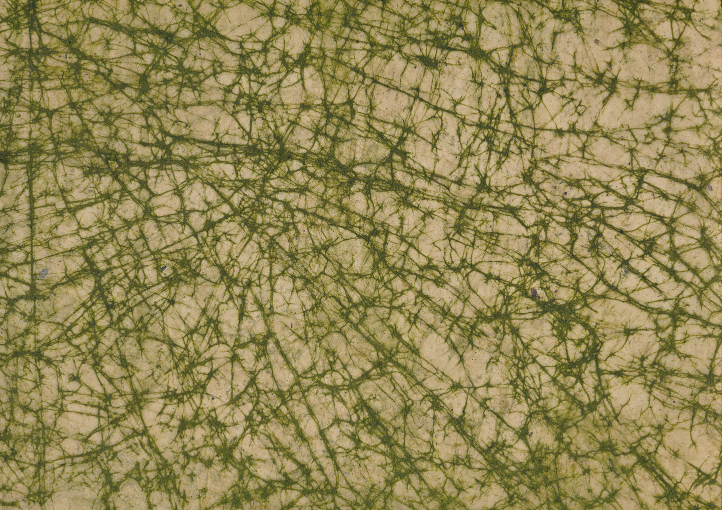 Lokta Paper 121 - ollilypaperware