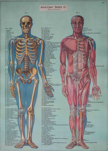Anatomy Poster - ollilypaperware