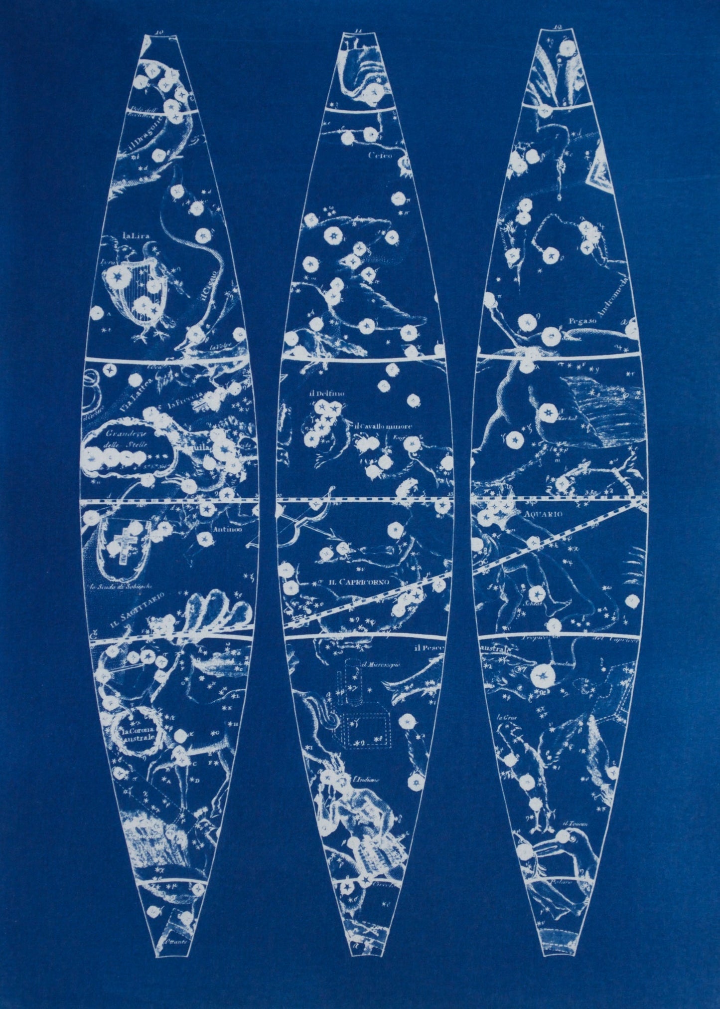 Cyanotype Astronomy - ollilypaperware