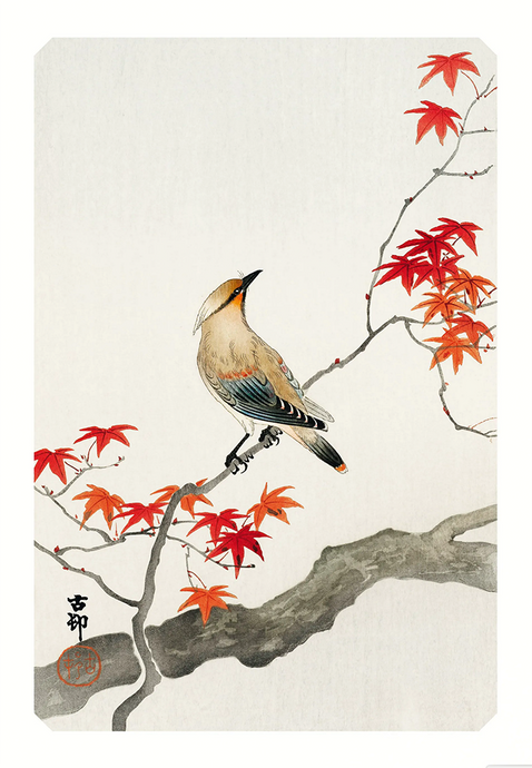 bird poster (A3)