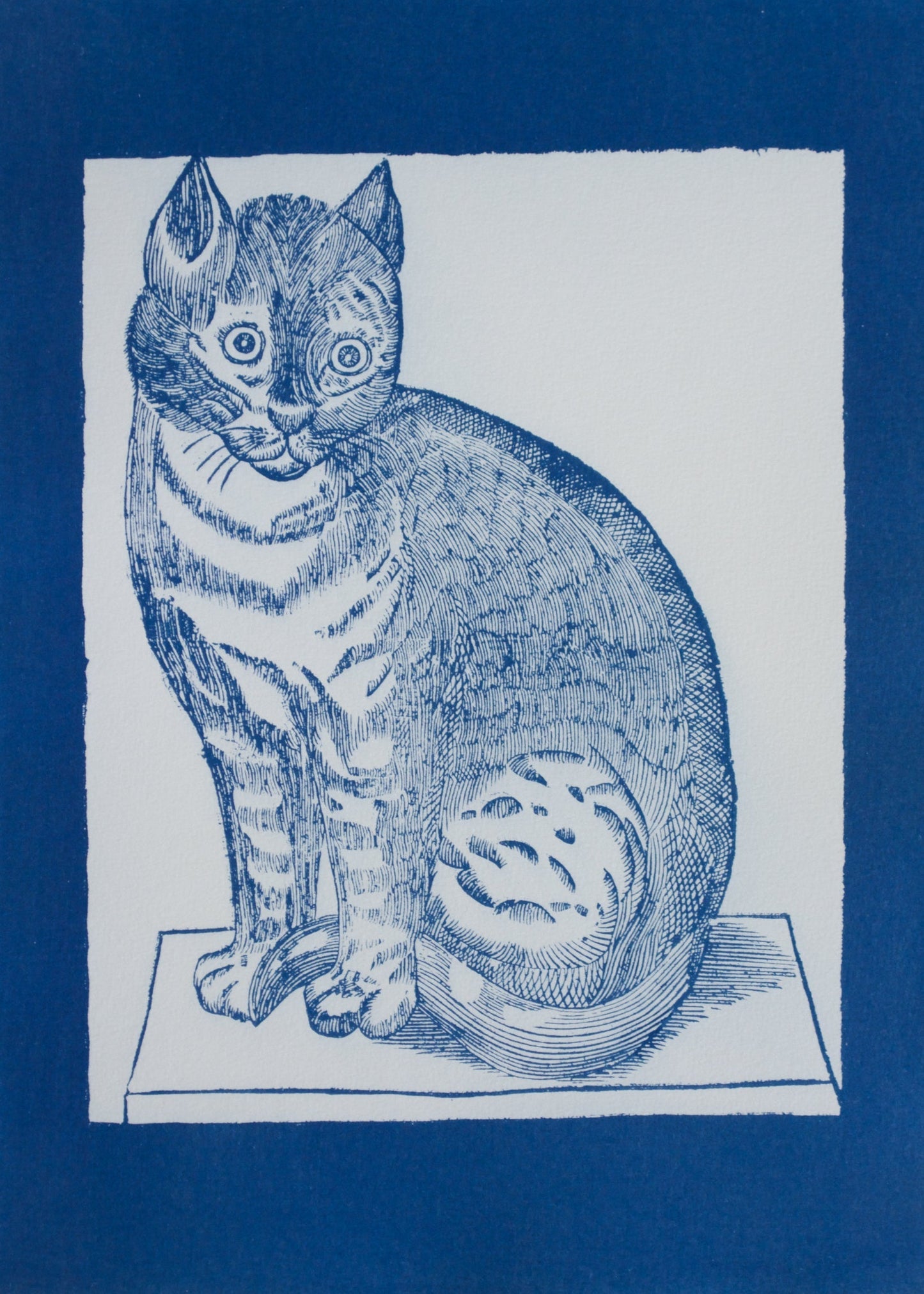 Cyanotype Cat - ollilypaperware