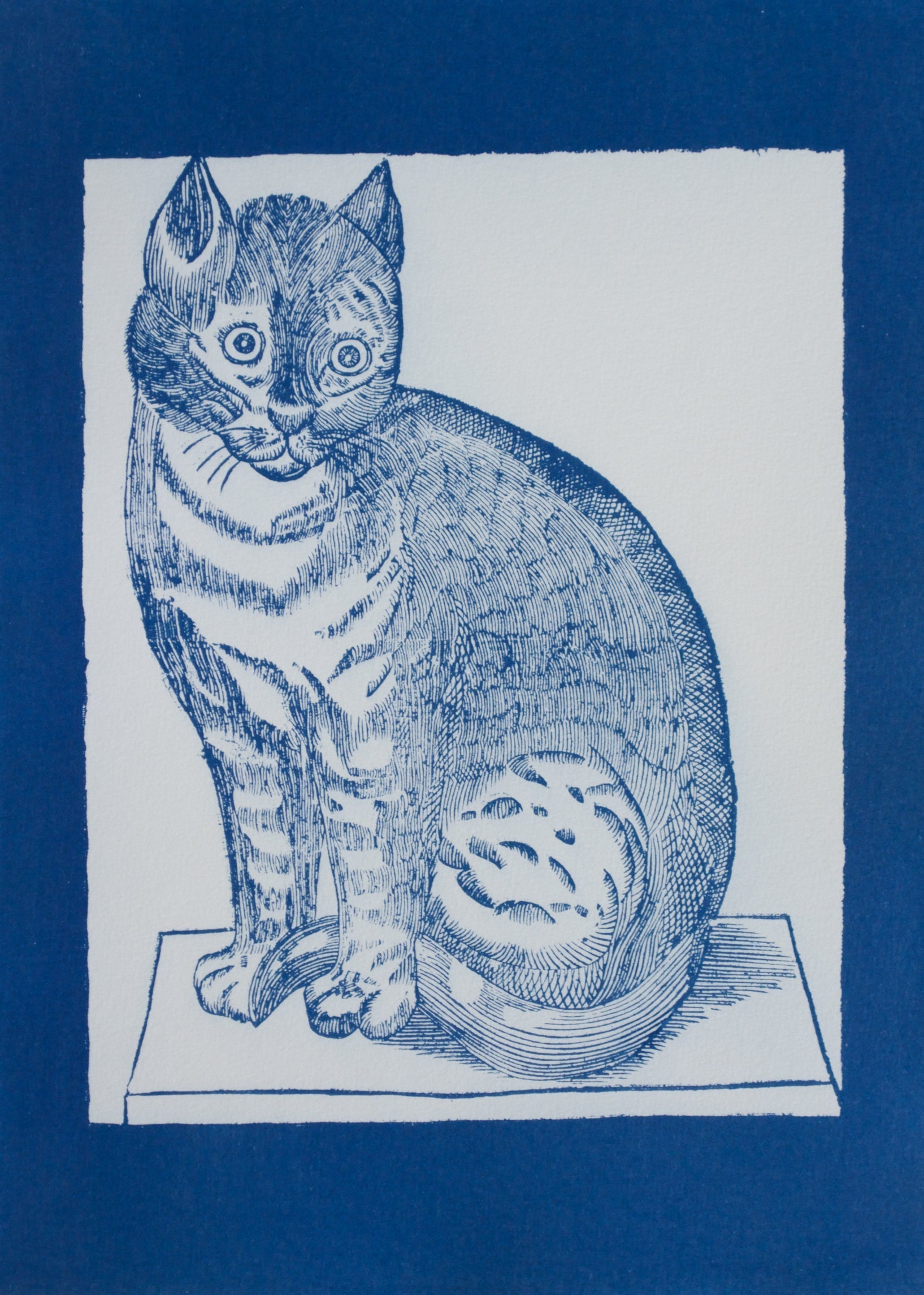 Cyanotype Cat - ollilypaperware