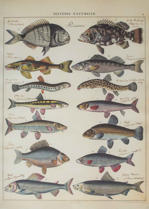 Fish Poster - ollilypaperware