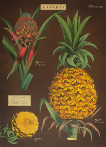 Cavallini Poster Pineapple