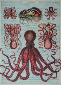 Cavallini Poster Octopus